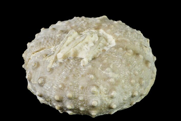 Cretaceous Echinoid (Phymosoma) Fossil with Spines - Texas #156350